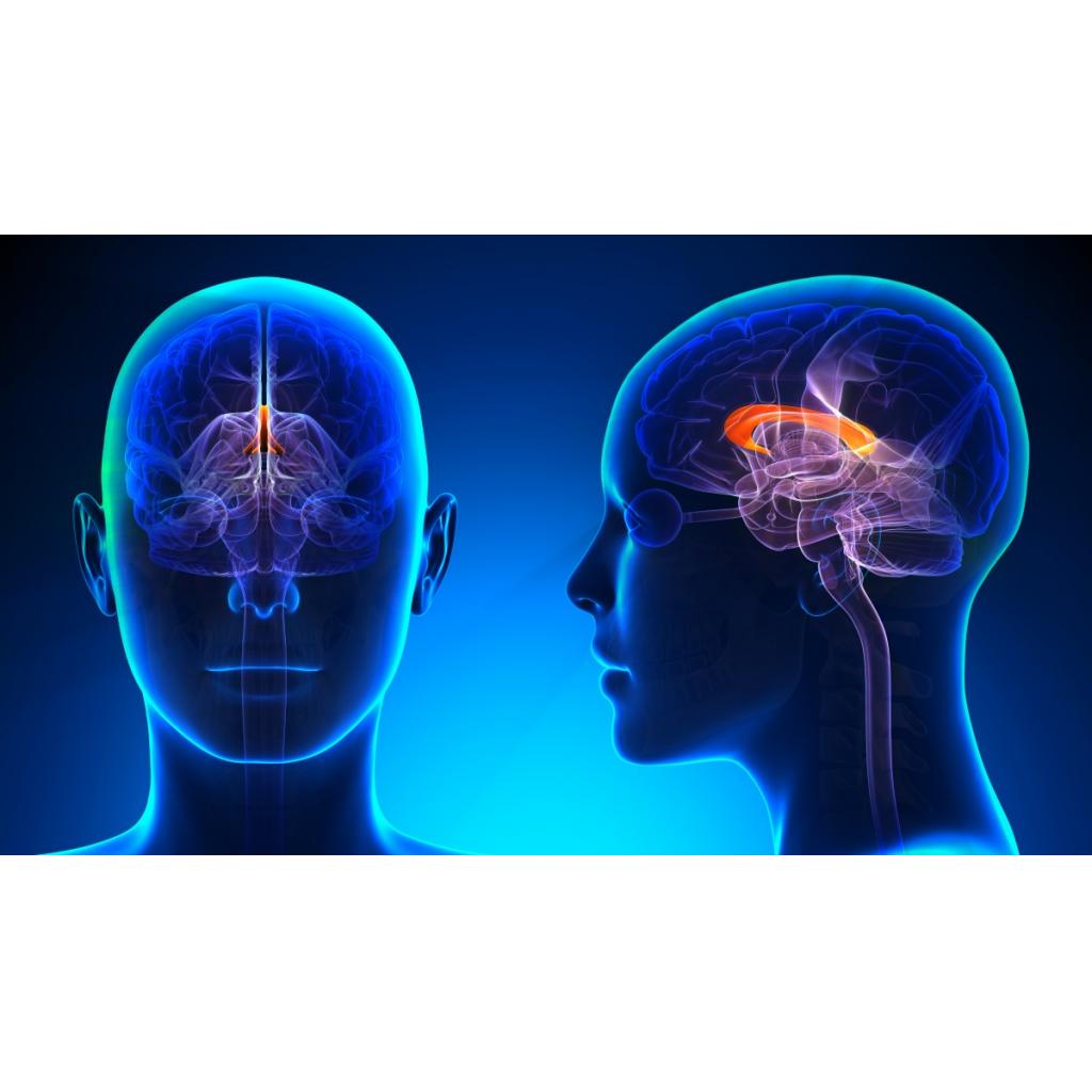 Beynimizin iki lobunu birbirine bağlayan 'corpus callosum'
