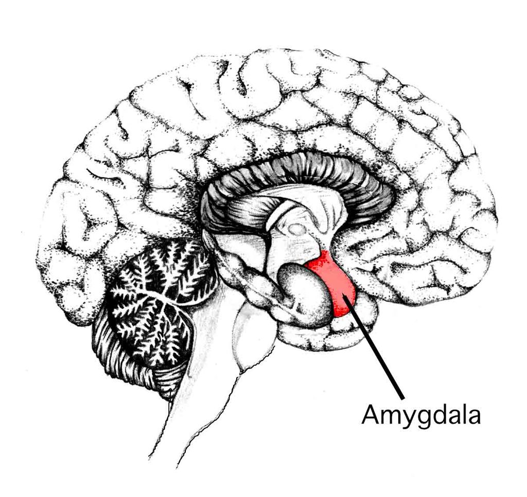 Beyinde korku ile ilgili yanıtlardan sorumlu bölge 'amigdala'