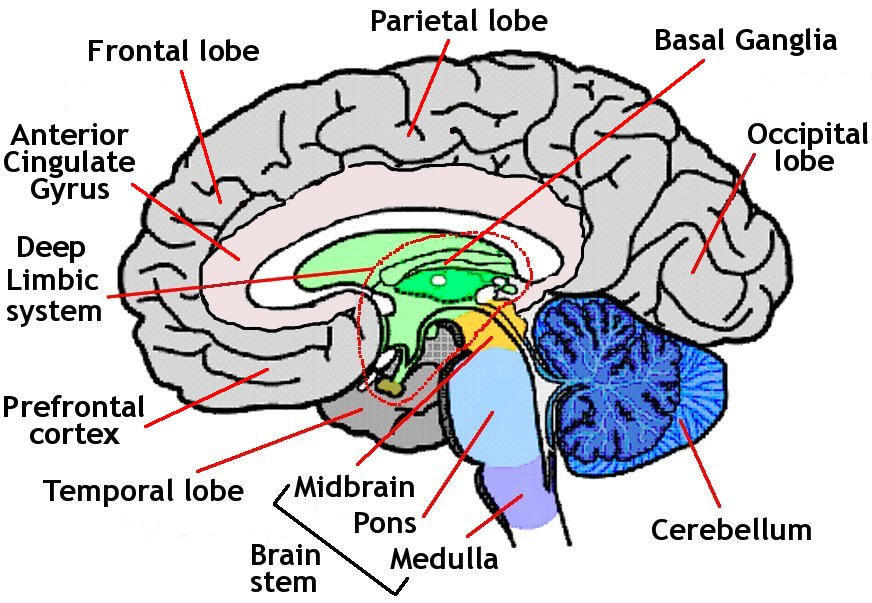 Beynin anatomik resmi